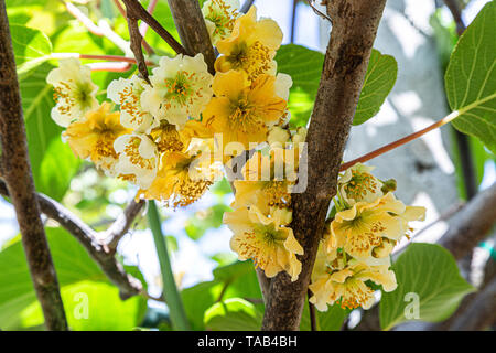 Gelb creme Blumen der Kiwi Pflanze. Abruzzen Stockfoto