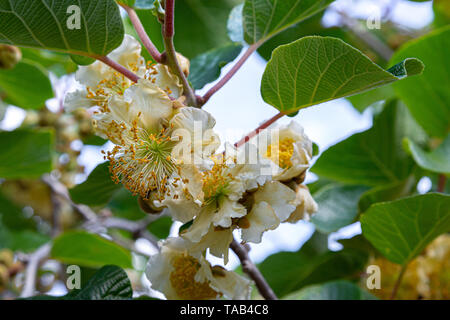 Gelb creme Blumen der Kiwi Pflanze. Abruzzen Stockfoto