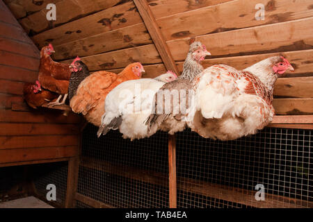 Hennen, sechs von sieben Hühner Rastplätze auf Nacht barsch im Hühnerstall, England, Großbritannien Stockfoto