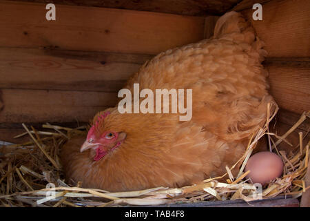 Mit ei Henne, Legehenne, einzelne gelbe broody Cochin Huhn im Hühnerstall, England, Großbritannien Stockfoto