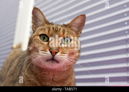 Bengal Katze. Porträt einer männlichen Erwachsenen sitzen vor dem Fenster blind, England, Großbritannien Stockfoto