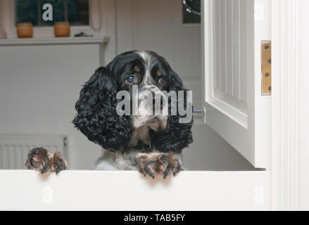 Springer Spaniel, männlichen Erwachsenen im Alter von 10, Springen am inneren stabile Tür Stockfoto