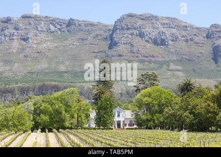 Weingut Buitenverwachting, historischen Kapholländischen hometsead und Weinbergen, Constantia, Kapstadt, Südafrika mit "Tabelle Bergkulisse Stockfoto