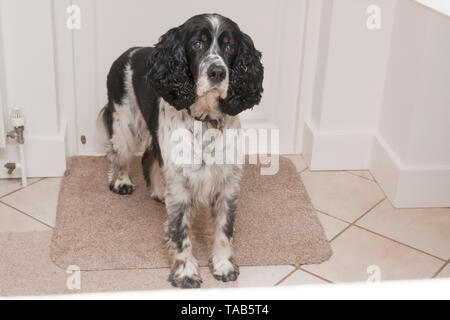 Springer Spaniel, männlichen Erwachsenen im Alter von 10, stehend auf Matte durch innere Tür Stockfoto