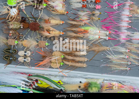 Salzwasser Fliegenfischen verschiedene Fliegenfischen Bugs in Feld Stockfoto