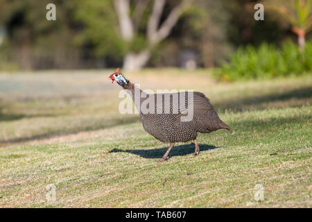 Schwarz-weiß gefleckte Behelmte Guineafowl (Numida meleagris), beheimatet in Afrika, bei Sonnenaufgang auf Park Rasen, Perlhühner, Perlhühner Stockfoto