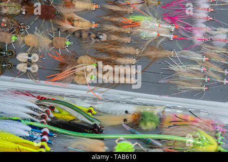 Salzwasser Fliegenfischen verschiedene Fliegenfischen Bugs in Feld Stockfoto