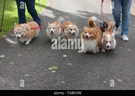 Corgi Hunde, Besitzer walking Gruppe von sechs Erwachsenen kam auf führt, England, Großbritannien Stockfoto