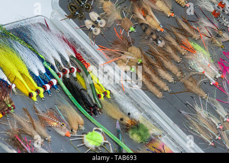 Salzwasser Fliegenfischen verschiedene Fliegenfischen Bugs in Feld Stockfoto