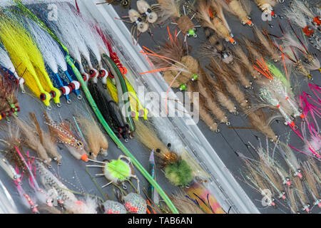 Salzwasser Fliegenfischen verschiedene Fliegenfischen Bugs in Feld Stockfoto