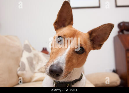 Jack Russell Terrier Welpen, Kopf und Schultern hoch, England, Großbritannien Stockfoto