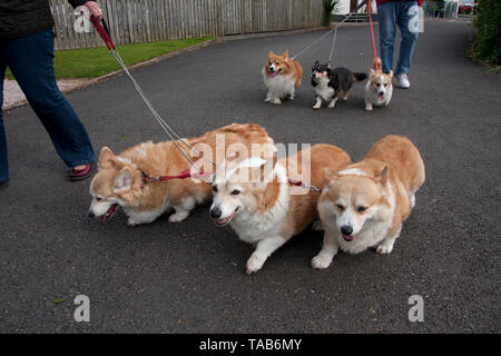 Corgi Hunden, Gruppe von sechs Erwachsenen Einquetschen führt, England, Großbritannien Stockfoto
