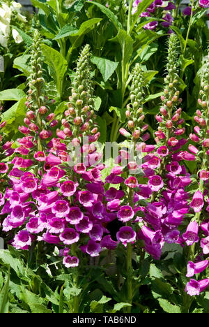 Digitalis dalmatinischen lila Stockfoto