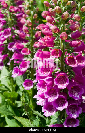 Digitalis dalmatinischen lila Stockfoto