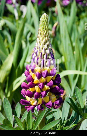 Lupine Manhattan Leuchten Stockfoto