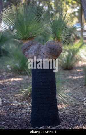 Verbrannte Gras Baum mit seinem Baumstamm charcoaled Schwarz von Buschfeuern immer zwei Köpfe mit frischen neuen grünen grasartigen Blätter in Joondalup, Perth, WA. Stockfoto