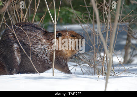 Nordamerikanische Biber (Castor canadensis) das Kauen einen Stock. Bei Algonquin Provincial Park, Ontario, Kanada fotografiert. Stockfoto