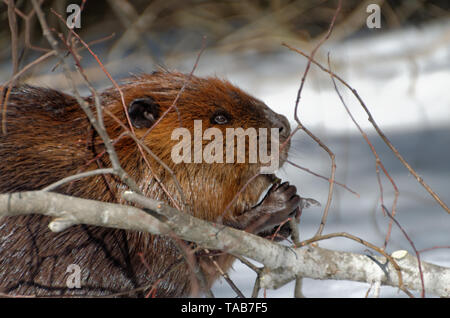 Nordamerikanische Biber (Castor canadensis) kauen ein Zweig. Bei Algonquin Provincial Park, Ontario, Kanada fotografiert. Stockfoto