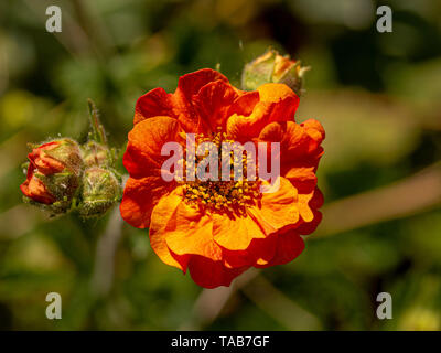 Nahaufnahme von Geum Totally Tangerine Blume. Stockfoto