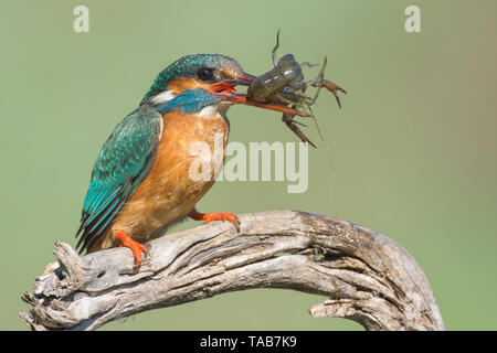 Eisvogel (Alcedo atthis) nach dem Fang eine Krabbe im Fluss, Extremadura, Spanien. Stockfoto