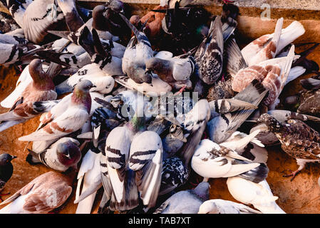 Gruppe von Tauben picken den Boden widerspenstige. Stockfoto