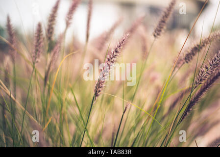 Halme von lila Brunnen Gras, Pennisetum advena Rubrum, in einer heiklen Bild für Natur Hintergründe. Stockfoto