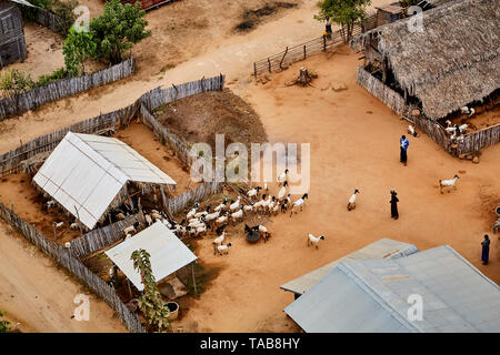 Luftaufnahme von Schafen in den ländlichen Dorf in Bagan, Myanmar getrieben wird. Stockfoto