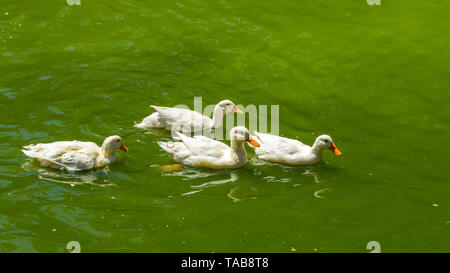 Eine Gruppe von Weißen Gänse im grünen Wasser in einem Park Stockfoto