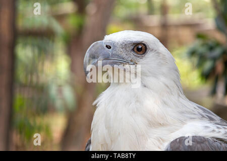 Adler in den Philippinen Stockfoto