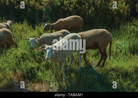 Ziegen Beweidung auf die Grasnarbe mit Büschen in einer felsigen Landschaft, im Hochland von Serra da Estrela. Das höchste Gebirge auf dem portugiesischen Festland. Stockfoto