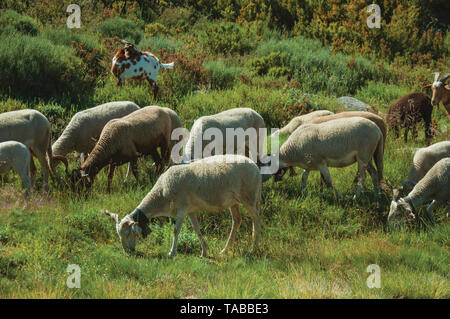 Ziegen Beweidung auf die Grasnarbe mit Büschen in einer felsigen Landschaft, im Hochland von Serra da Estrela. Das höchste Gebirge auf dem portugiesischen Festland. Stockfoto