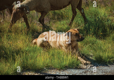 Sitzung Hund aufpassen Herde Ziegen, die Beweidung auf die Grasnarbe, im Hochland von Serra da Estrela. Das höchste Gebirge auf dem portugiesischen Festland. Stockfoto