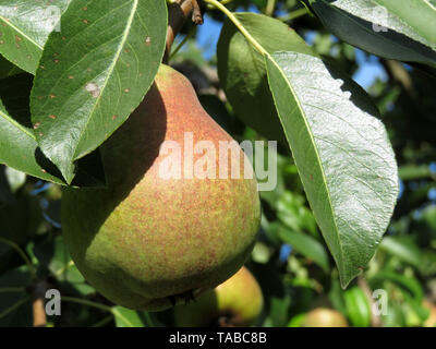 Reife Birne hängen auf einem Ast in sonniger Tag. Pear Tree im Sommer orchard Stockfoto