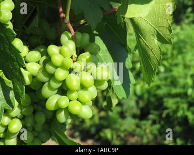 Grüner Weinberg, Trauben aus weißen Trauben im Sommer wachsen. Ländliche Landschaft mit unreifen Weintrauben und blauer Himmel, weinherstellung Konzept Stockfoto