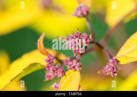 Eine Nahaufnahme der Blütenknospen eines japanischen Spirea 'Goldflame' (Fabrikantenvilla japonica 'Goldflame') Stockfoto