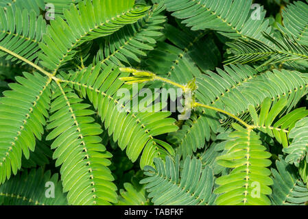 Empfindliche Pflanzen-/sleepy Anlage/Touch-me-Not (Mimosa pudica) Close-up von Flugblättern, beheimatet in Süd- und Mittelamerika Stockfoto