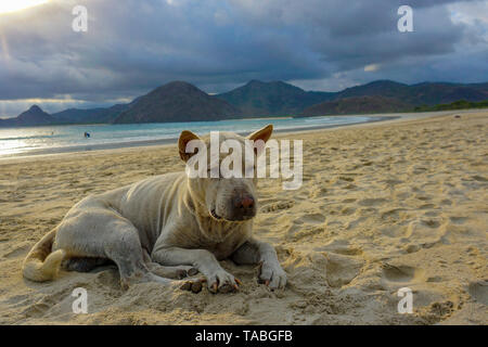 Traurig streunender Hund schlafen auf indischen Strand Stockfoto