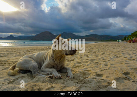 Traurig streunender Hund schlafen auf indischen Strand Stockfoto