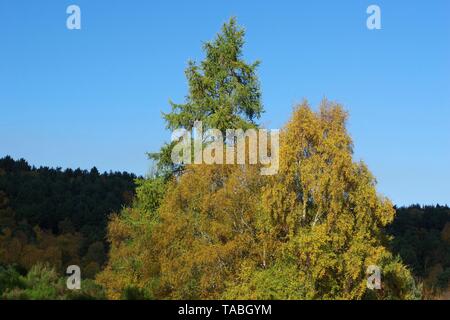 Lärche Baum unter Herbst Silver Birch Waldland in Gelb Laub, Muir von Dinnet NNR, Cairngorms, Schottland, Großbritannien. Stockfoto