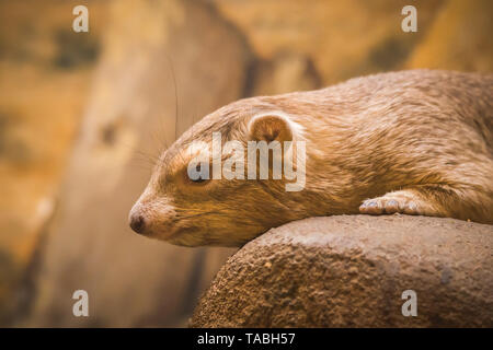 Gemeinsame Klippschliefer - Procavia capensis, Säugetier aus afrikanischen Berge, Namibia. Stockfoto