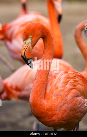 Flamingos oder Flamingos sind eine Art waten Vogel in der Familie Phoenicopteridae Stockfoto