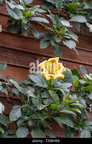 Solandra Maxima. Goldener Kelch Ranke Blume im RHS Wisley Gardens, Surrey, England Stockfoto