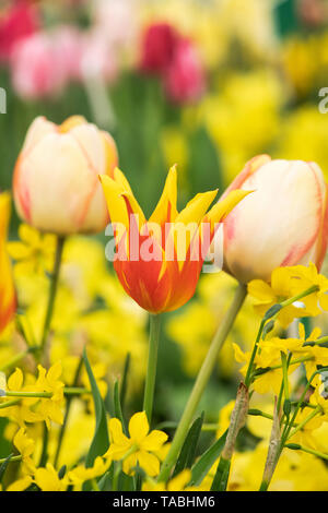 Tulipa. Lily blühte Tulpe ‘Fire Wings' Flowers Stockfoto