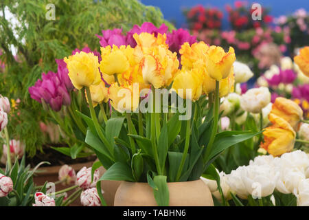 Tulipa. Tulpe ‘Caribbean Papagei' Blumen. Papagei Tulpe blüht in einer Vase Stockfoto