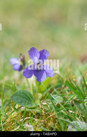 Viola Odorata. Wohlriechende Veilchen in einem englischen Waldgebiet Stockfoto