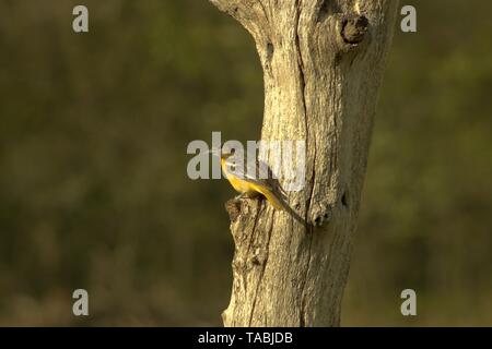 Eine weibliche Oriole thront auf einem toten Baum Stockfoto