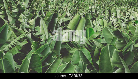 Nahaufnahme von bananenblättern Ernte in einer Plantage. Stockfoto