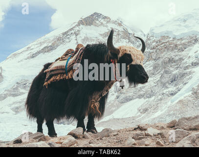 Domestic Yak mit Reiten Sattel stehend in der Wartezeit vor einer Bergkulisse. Stockfoto