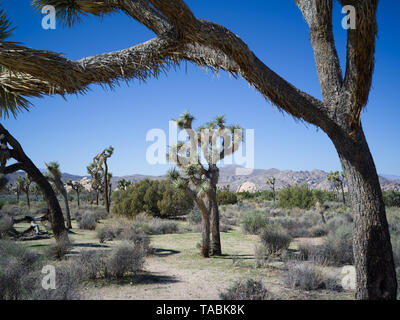 Eine Reihe von Joshua Bäume vor blauem Himmel in der Joshua Tree National Park. Stockfoto