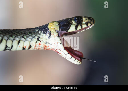 Blutige Ringelnatter (Natrix natrix) mit offenem Mund und Zunge Stockfoto